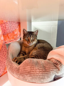 Lola the cat in her bed atop a cat tree where she enjoys Lola's love for naps!