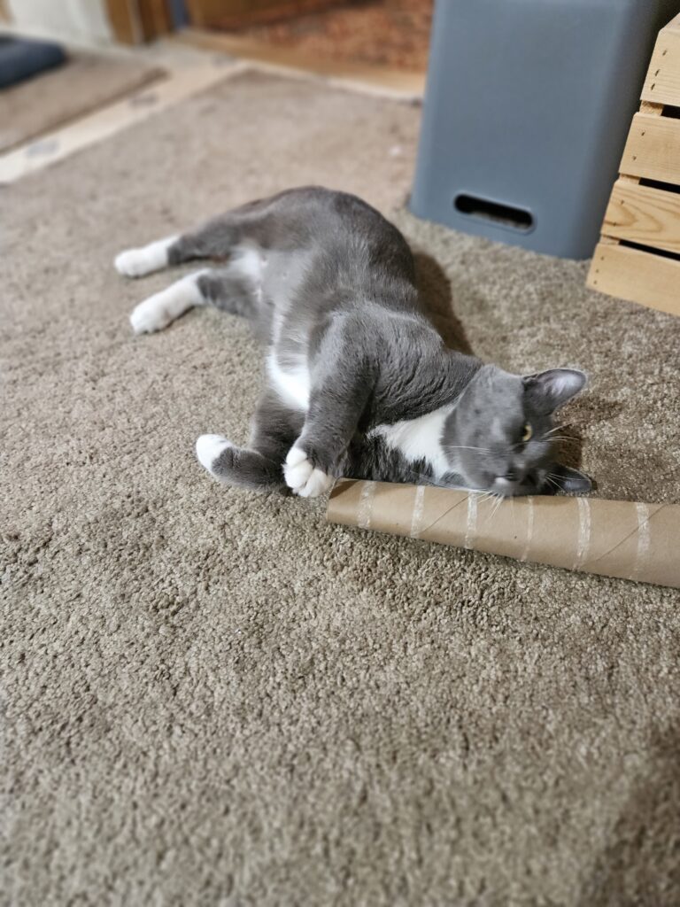 Scarlet Moon, a gentle and loving soul, plays with a paper towel roll on the ground.