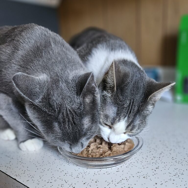 Scarlet Moon and Jolly Rancher, a bonded pair of gentle and loving souls, share a bowl of wet food together.