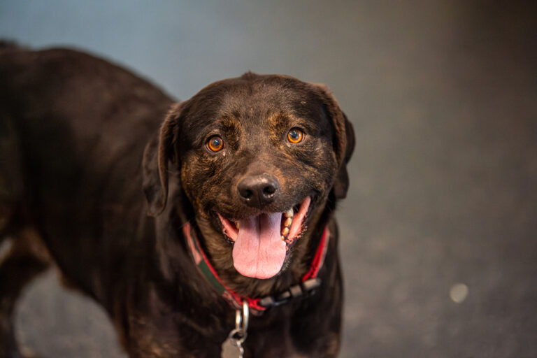 Snuggle up with Shadow, the adorable dog who's pictured here close up with a big smile!