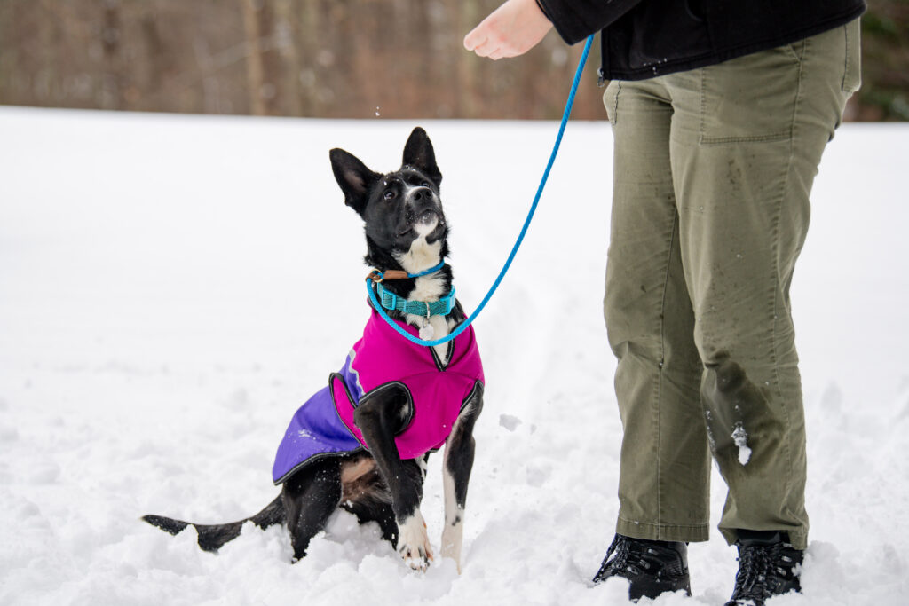 Nellie the dog does a sit in the snow.
