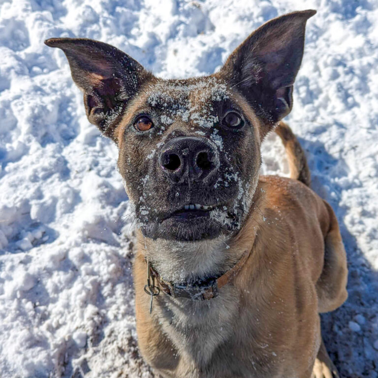 Bentley the dog sitting with snow on his face in his winter wonderland.