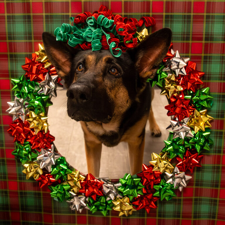 Kimber the dog poses for the viral gift wrap photoshoot during her holiday fun.