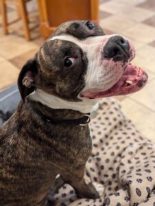 Daisy the dog whose special gift is fun, looks back at the camera and smiles.