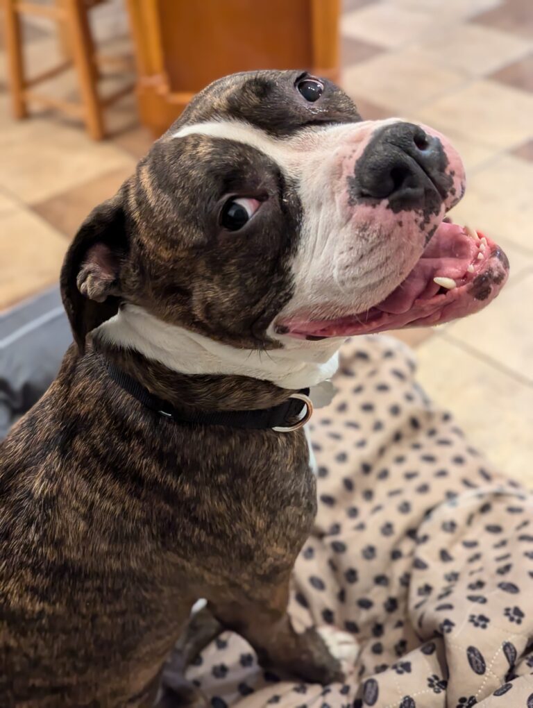 Daisy the dog whose special gift is fun, looks back at the camera and smiles.