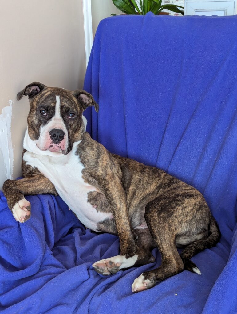 Daisy the dog whose special gift is love, sits on a blue chair and lounges.