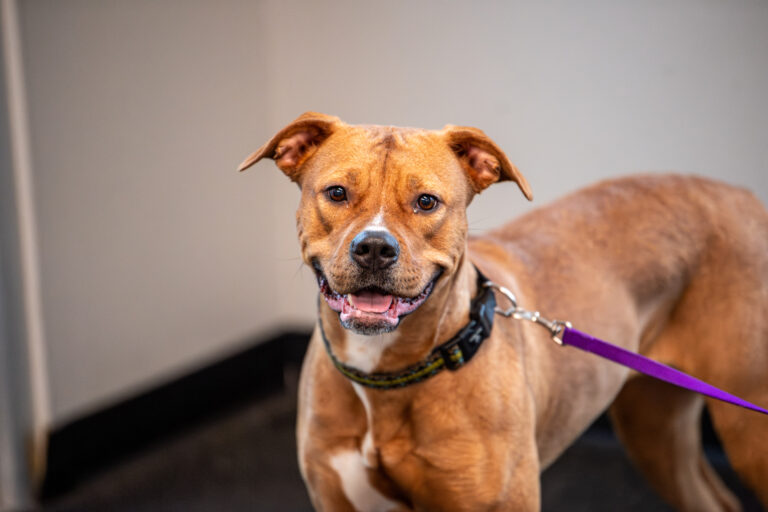 Angel, the dog who loves belly rubs, stands in the training room and smiles!