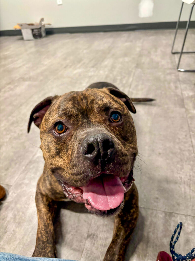 Rocco shows off his fun side, laying down with a big smile on his face!