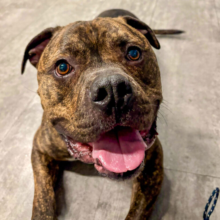Rocco shows off his fun side, laying down with a big smile on his face!