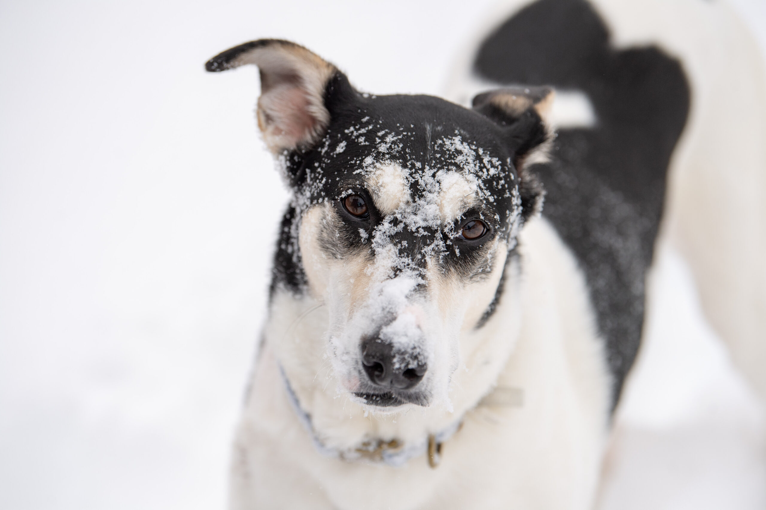 Nova’s Snow Day Adventure