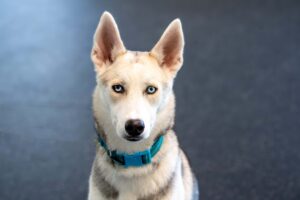 Wolfie's, pictured here in the Canine Training room at AWS, wish for a friend is quite large!