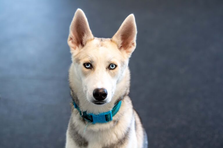 Wolfie's, pictured here in the Canine Training room at AWS, wish for a friend is quite large!