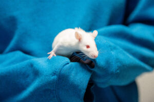 Juicebox the rat sitting in someone's hands telling you why rats make great companions.