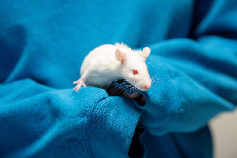 Juicebox the rat sitting in someone's hands telling you why rats make great companions.
