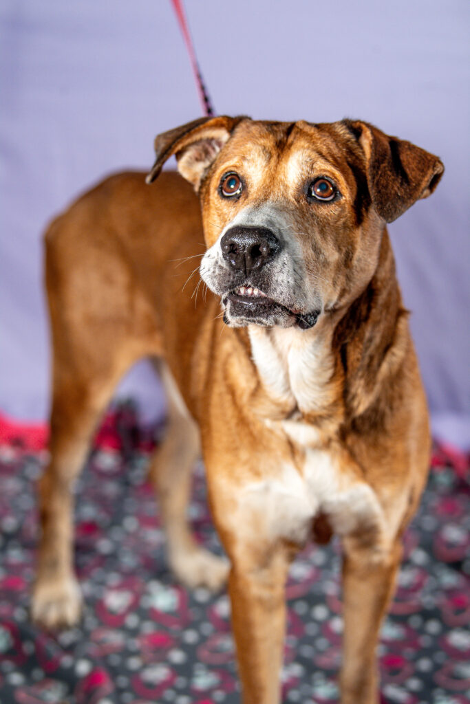 Austin the dog, seen here smiling up at the camera, shares his recipe for happiness.
