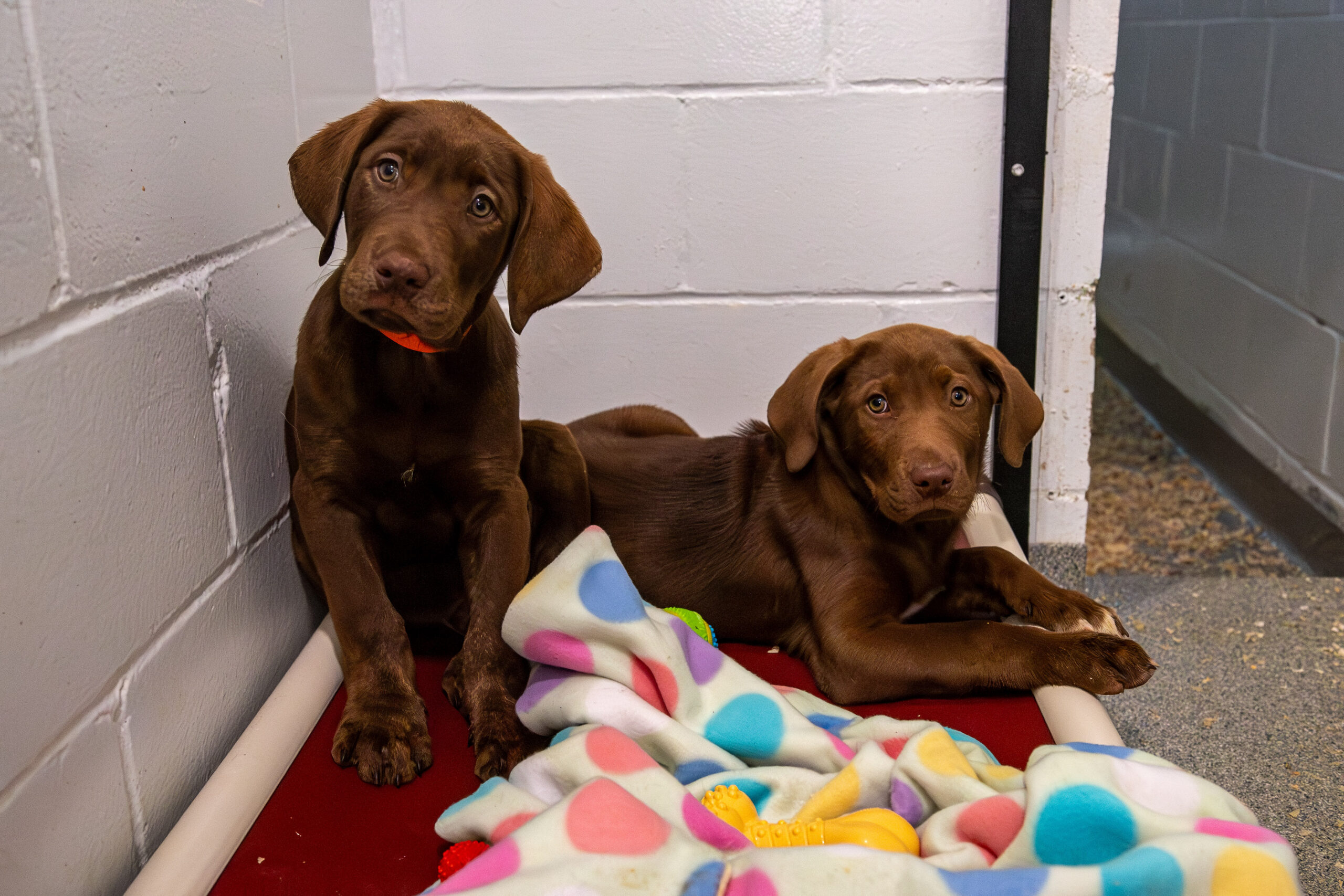 Foster Young, Active Dogs