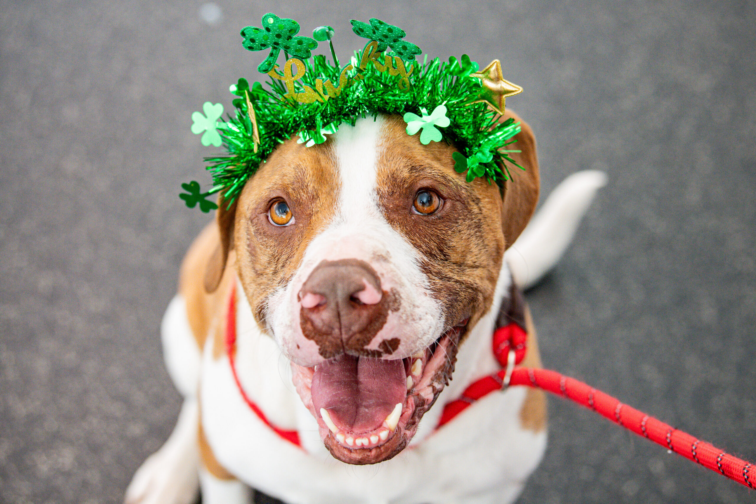 The Lucky Cauldron Adoption Promotion