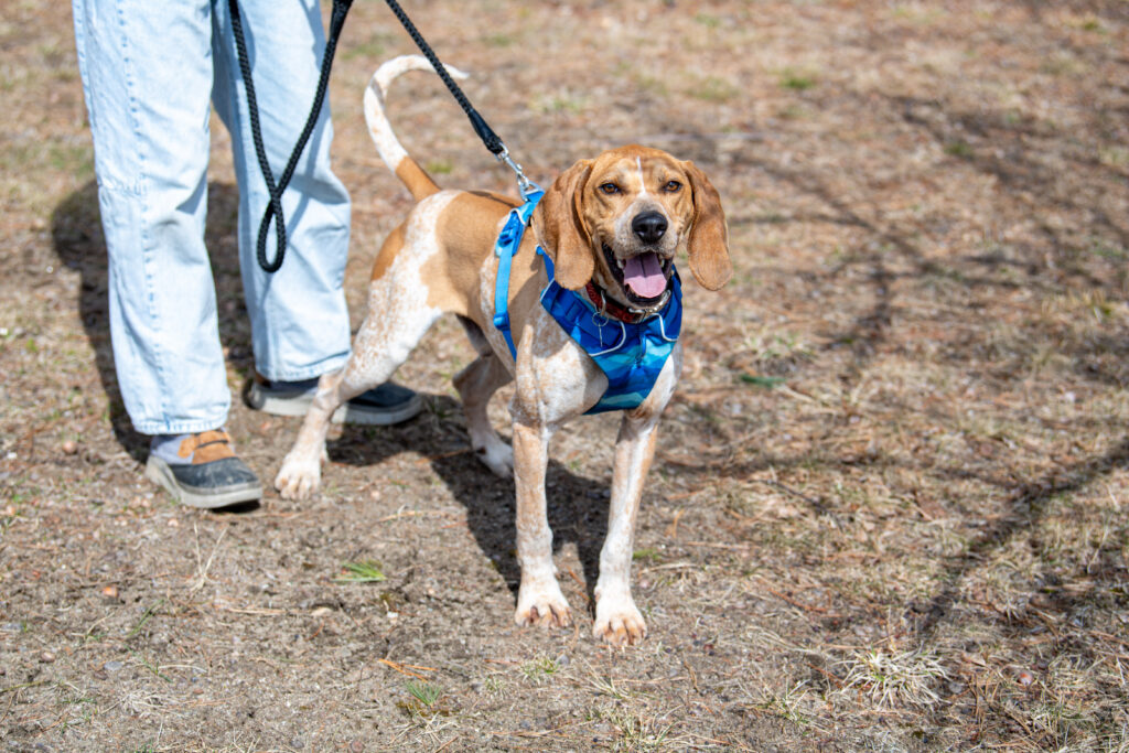 Nitro's Sniffing Out a New Home