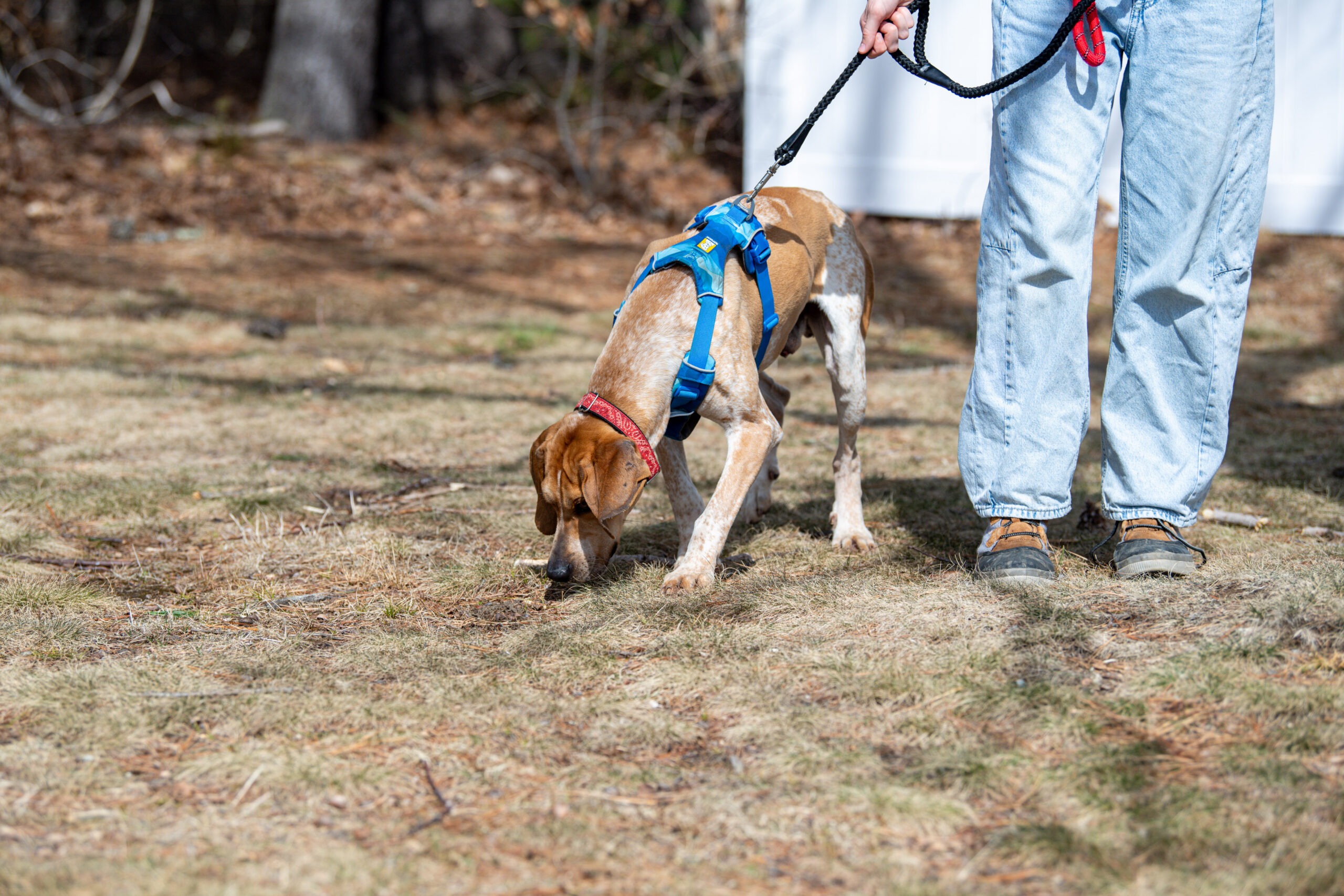 Nitro's Sniffing Out a New Home