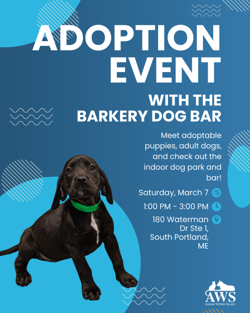Join AWS for an Adoption Event @ The Barkery Dog Bar located in South Portland. Meet puppies and adult dogs, and have fun!