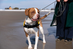 Bluto the dog walking on leash during Bluto's Beach Day