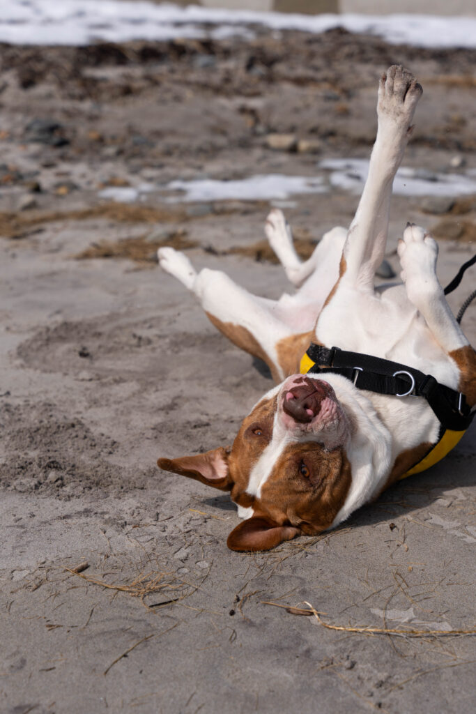 Bluto rolls around in the sand in joy during Bluto's Beach Day.