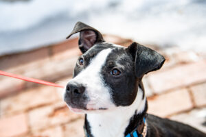 Glimmer the dog, who's looking for Glimmer's Lucky Match, sits looking up at the camera.
