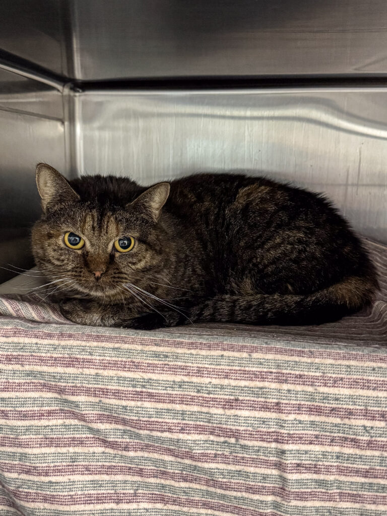Meet Merida and Tiana: Your Calm Companions. Merida is pictured here in her kennel laying on top of a cat bed.
