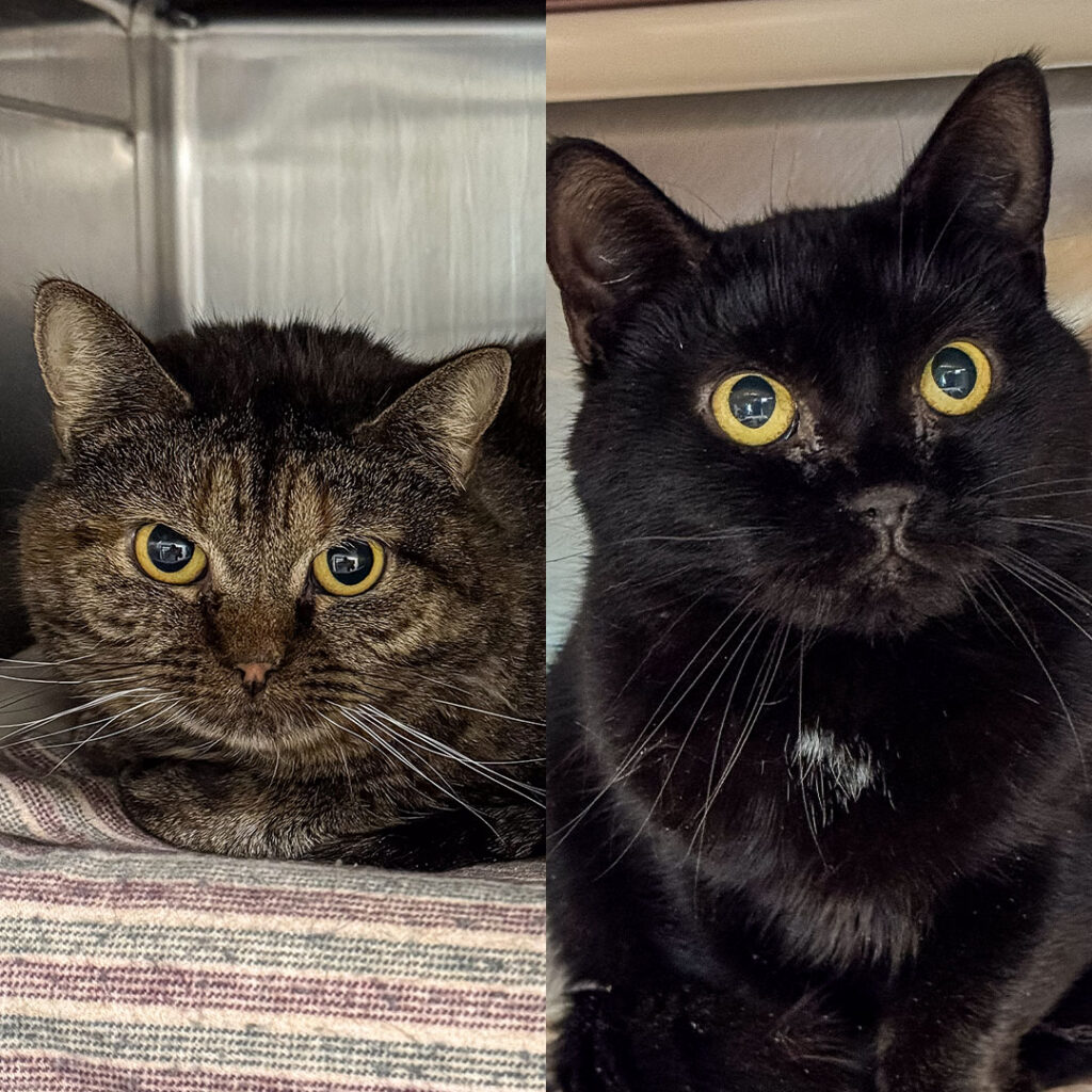 Spring Into a New Home with Merida and Tiana, a bonded pair of cats.