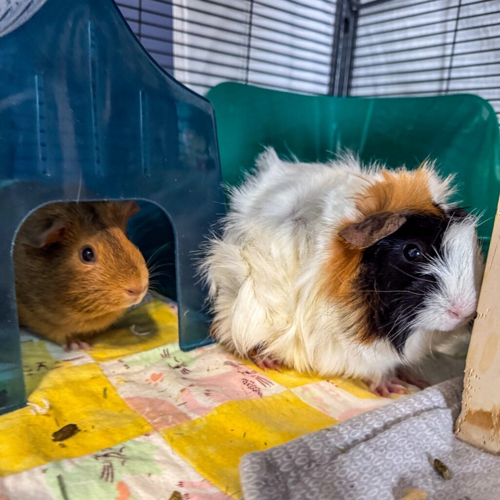Parsnip & Sweet Potato, a bonded pair of guinea pigs in their space. They are part of the lucky cauldron promotion!