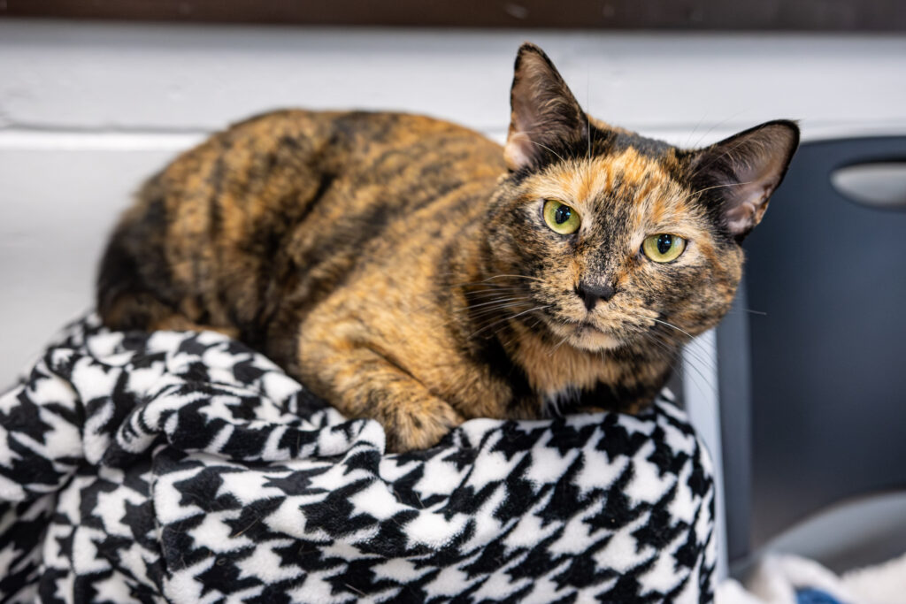 Pebbles the 3-year old cat who is available to adopt, who shares how pebbles keeps life interesting, lays on a cat tree.