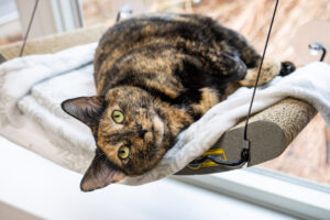 Pebbles the 3-year old cat who is available to adopt, who shares how pebbles keeps life interesting, lays on a window sill perch.