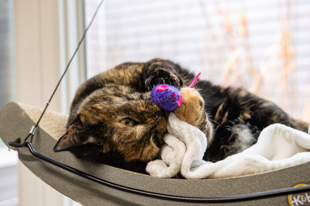Pebbles the 3-year old cat who is available to adopt, who shares how pebbles keeps life interesting, plays with a toy.