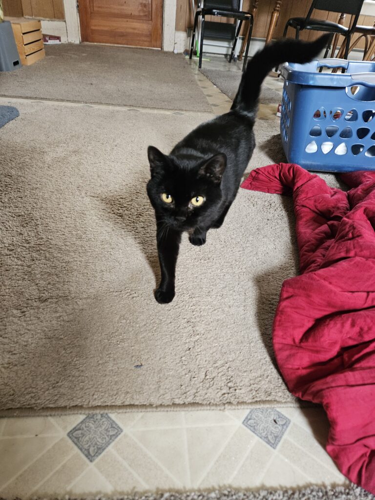 Meet Merida and Tiana: Your Calm Companions. Tiana the black cat is seen here walking towards the camera.