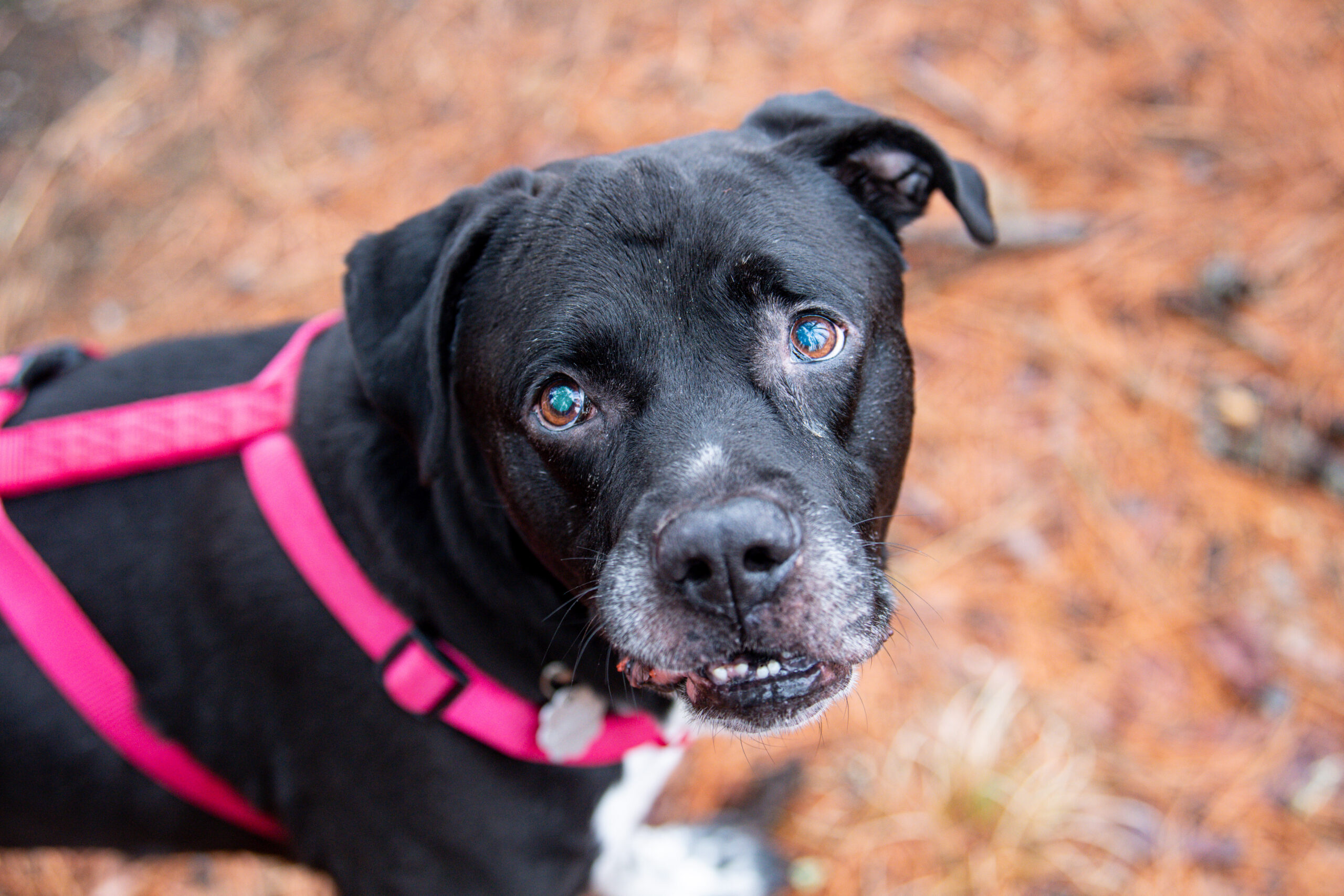 Spring Into a New Home Adoption Special