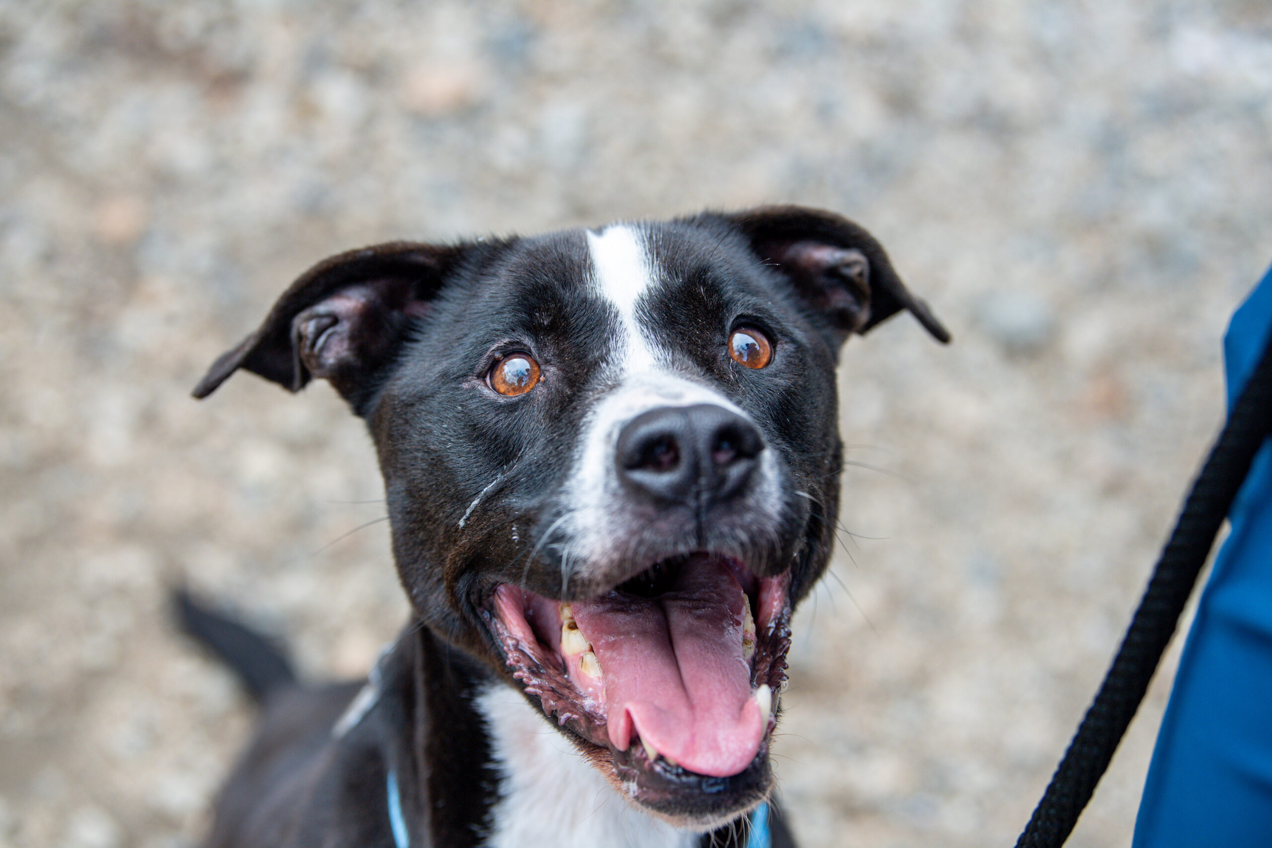 Spring Into a New Home With Rolly