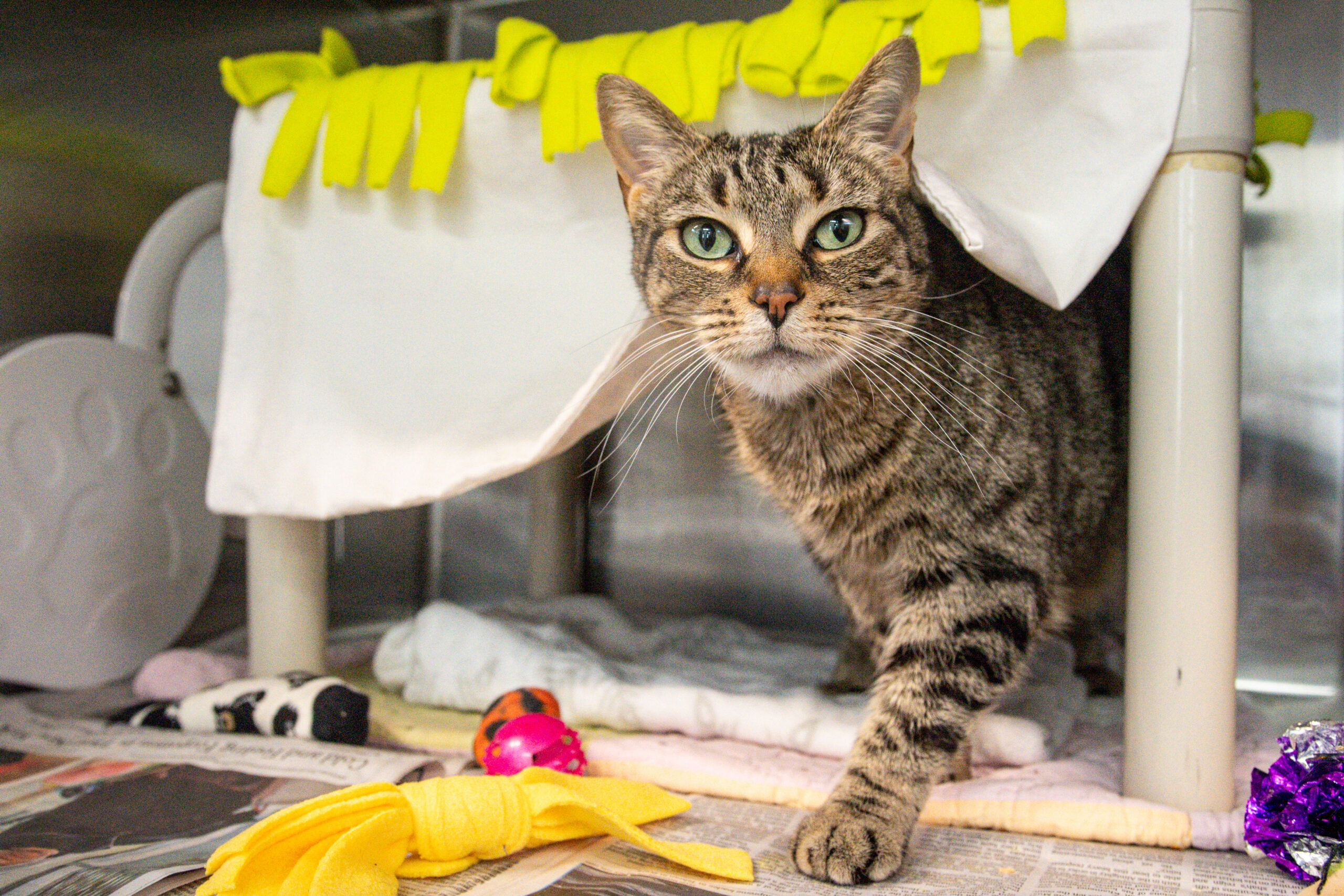 Tula Takes Center Stage