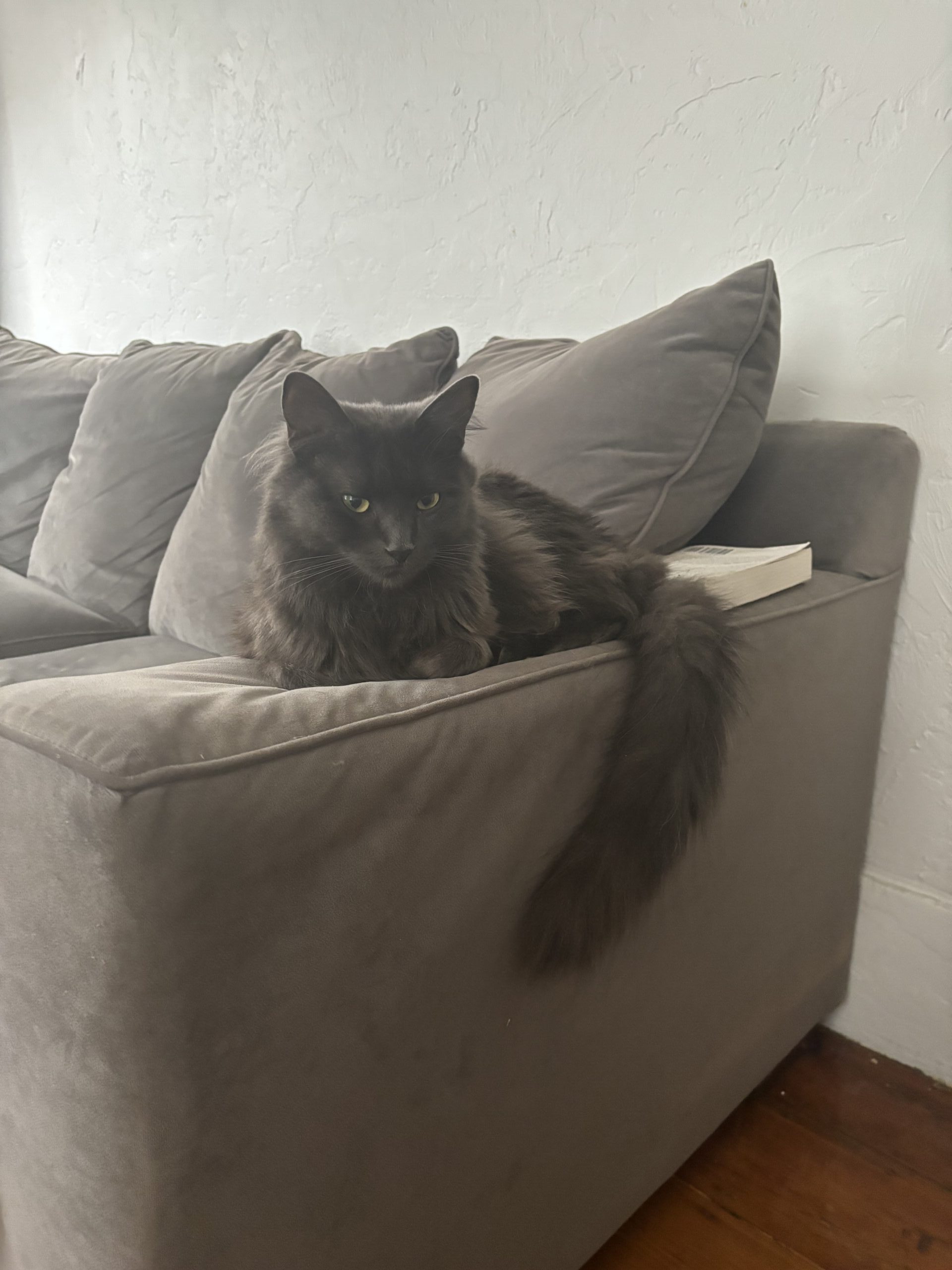 Gizmo now Dime