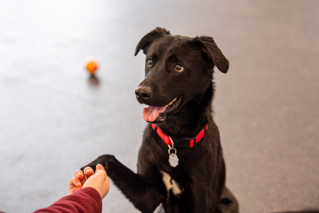 Knock it out of the park with Fenway, the black dog pictured here giving paw and smiling.