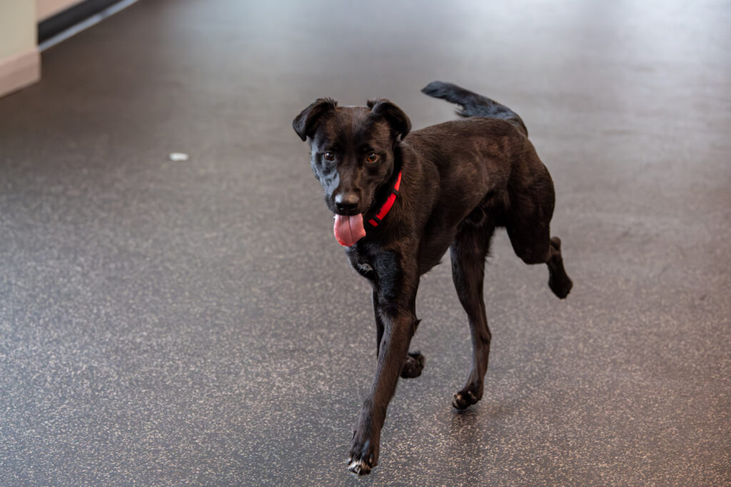 Knock it out of the park with Fenway, the black dog pictured running in the training room.