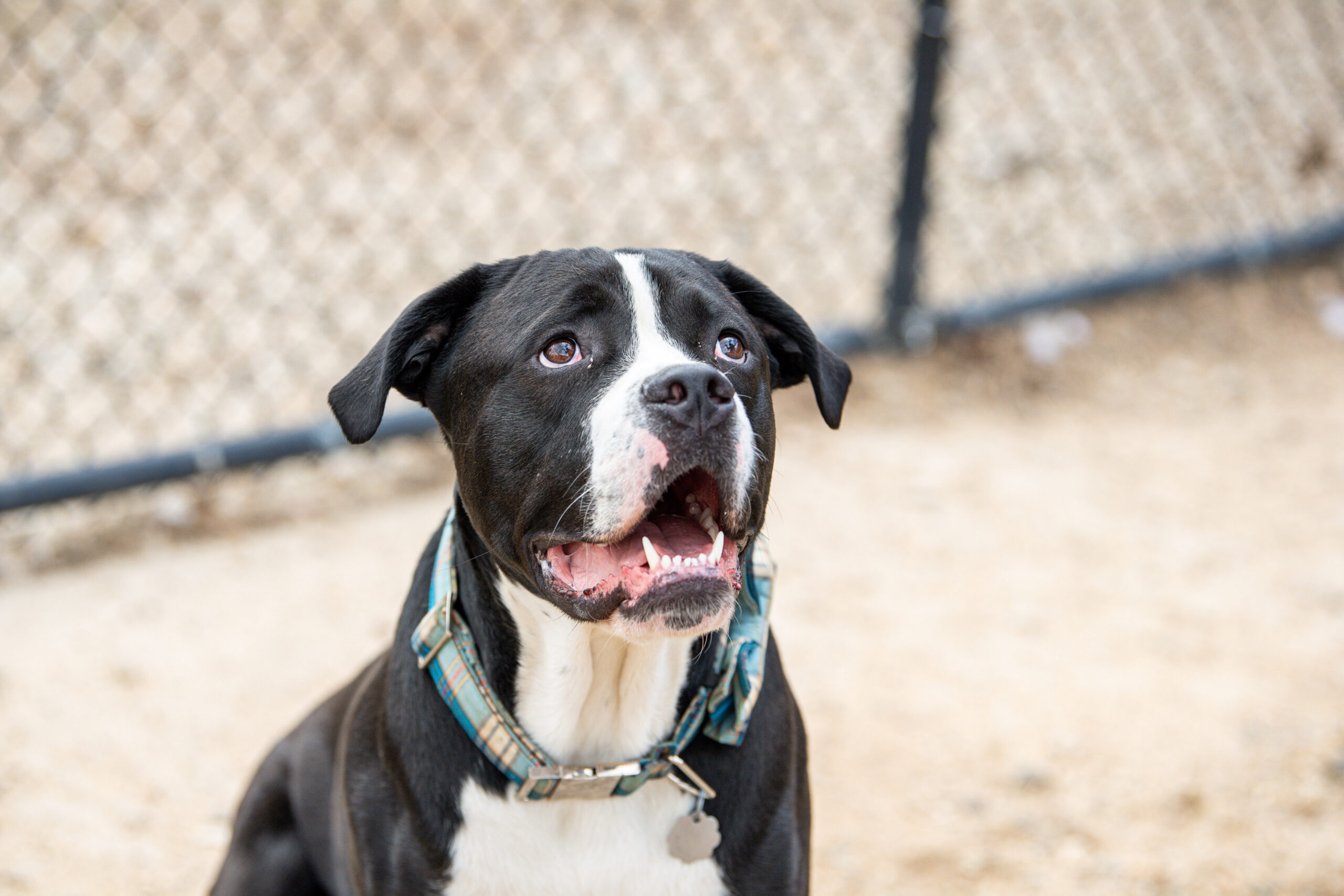 Caesar: A Big Dog With a Bigger Heart