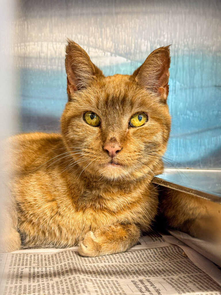 Little Kitty, a 10-year-old orange senior cat with bright eyes sitting in their kennel. He is an affectionate adoptable cat who is this week's Pet of the Week.