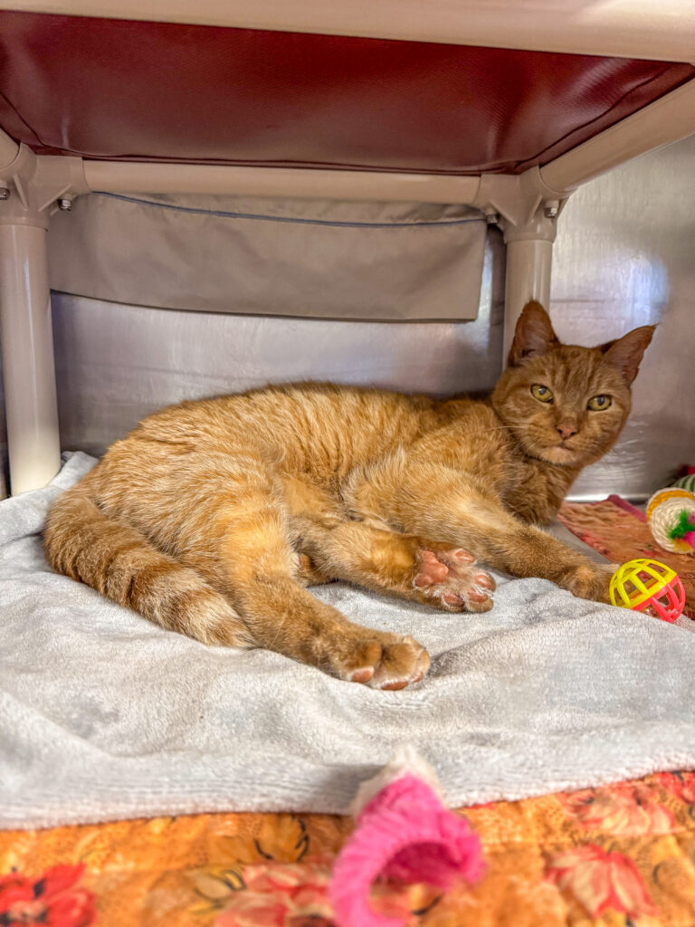Little Kitty, a 10-year-old orange senior cat with bright eyes sitting in their kennel. He is an affectionate adoptable cat who is this week's Pet of the Week.