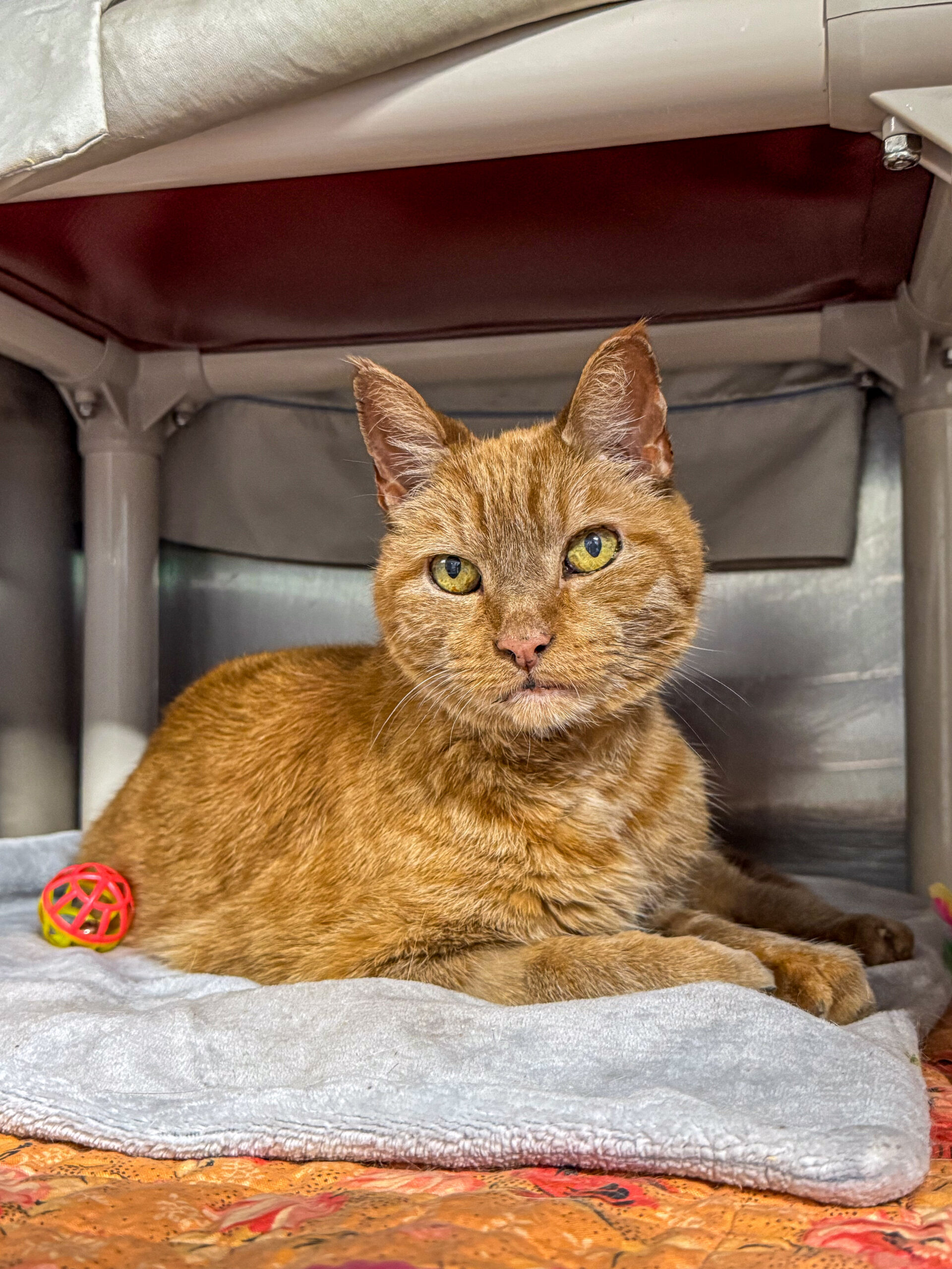 Why Adopt a Senior Cat?