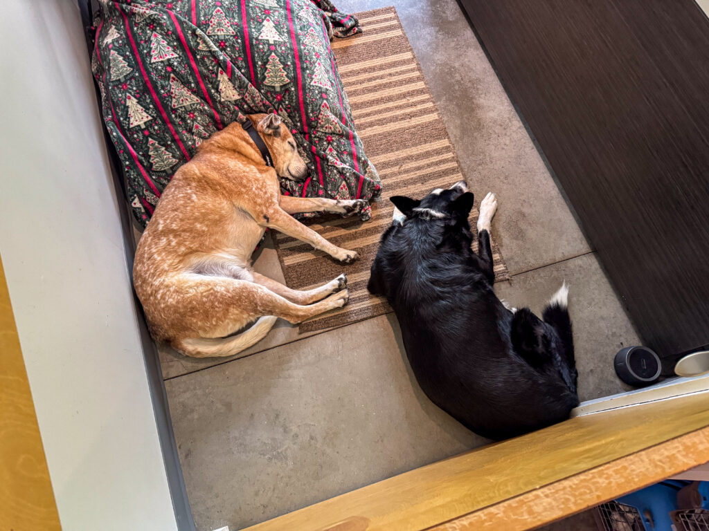 Jingles and Champ, a pair of adoptable dogs at AWS, snuggle and sleep on the ground together. Pet of the Week.