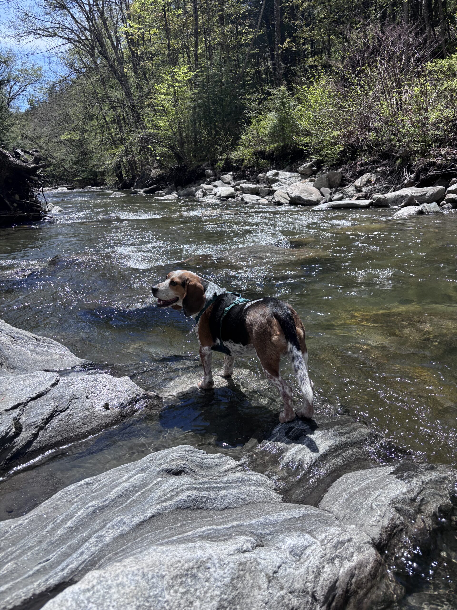 Cooper