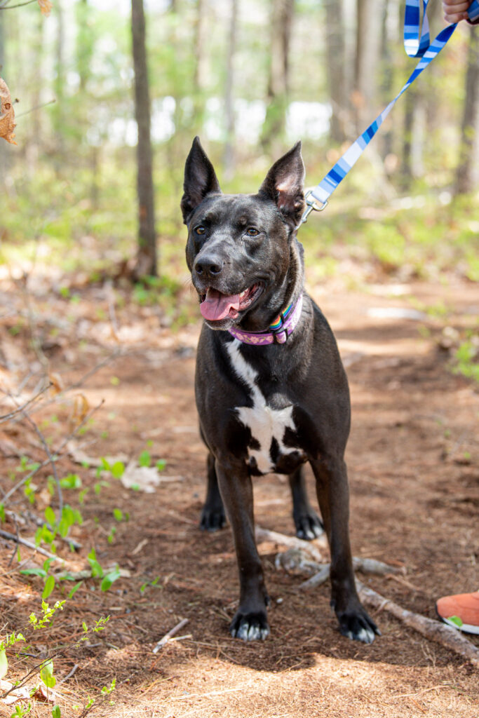 Coco, an adoptable dog at AWS, walks along a trail outside while smiling. Pet of the Week, June 2026.