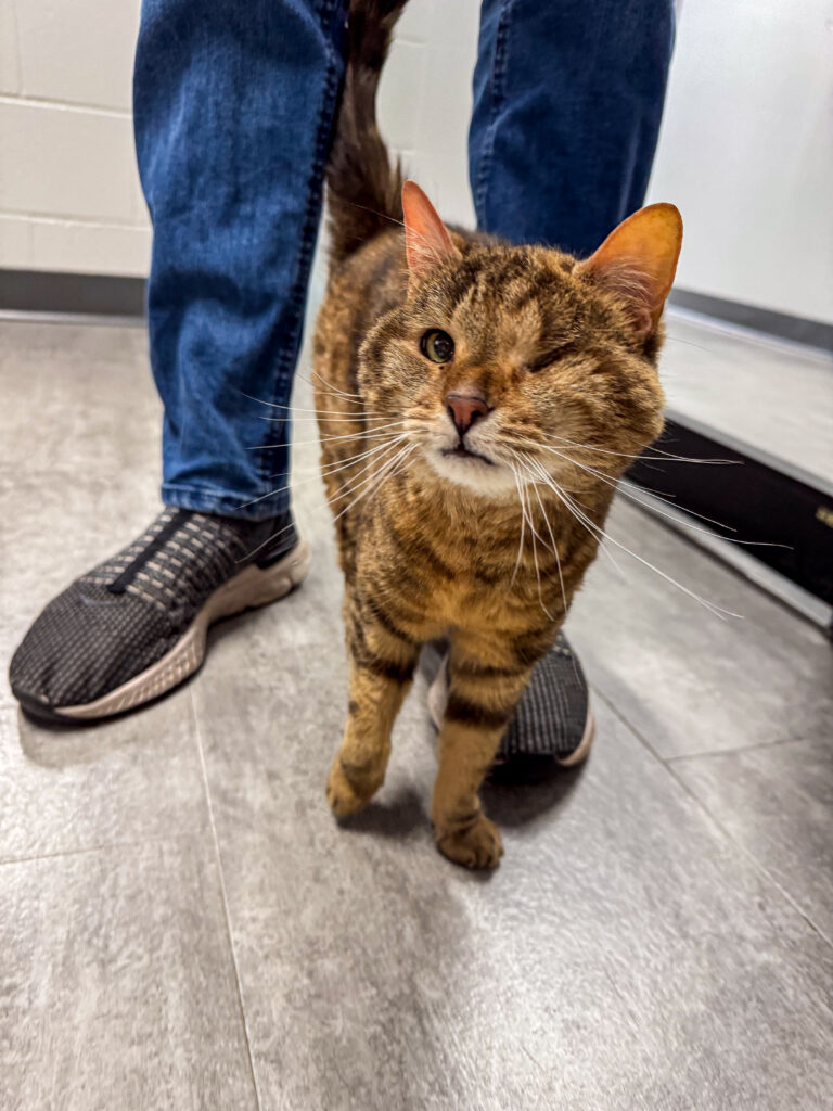 Coco the cat rubbing up against someone's leg and looking at the camera. She is AWS' Pet of the Week.