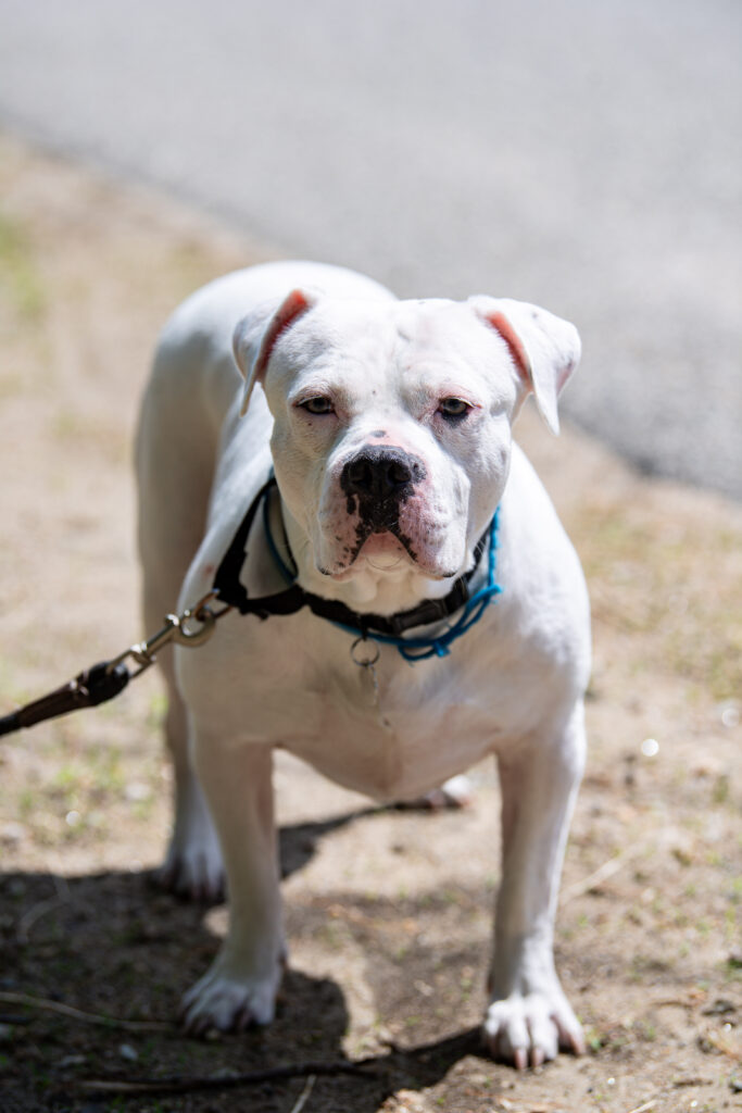 Odette, an adoptable dog at AWS, stands in the grass looking at the camera. AWS Pet of the Week 2026.
