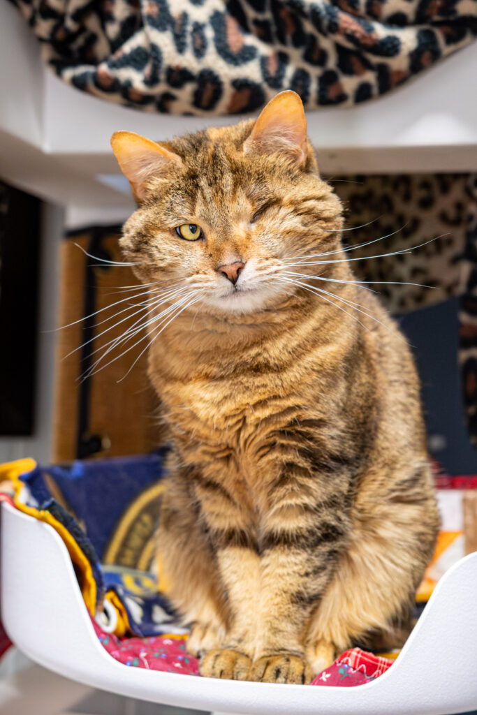 Coco the cat sits up in a cat tree and looks directly the camera. She is AWS' Pet of the Week.